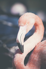 Portrait de flamant rose