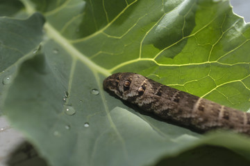 gray caterpillar