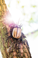 Rhinoceros beetle, Rhino beetle, Hercules beetle, Unicorn beetle on wood in forest