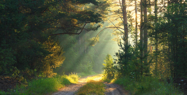 Fototapeta Summer scene concept