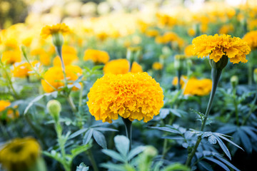 Yellow Marigold flowers - (Tagetes erecta, Mexican marigold, Aztec marigold, African marigold)