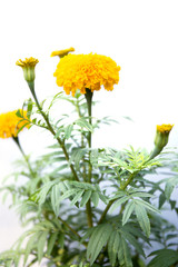 Marigold on tree isolated on white background