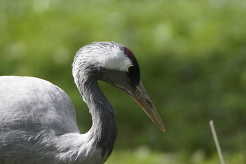 Fototapeta premium African Bird