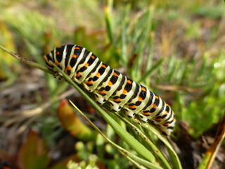 Chenille Machaon