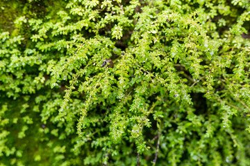 Soft Focus green mos