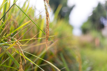 Green rice field