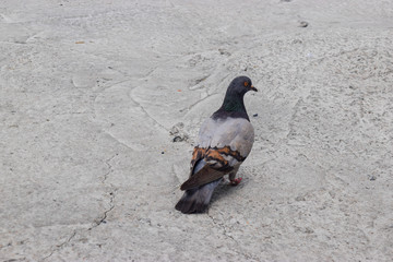 Korean Pigeon