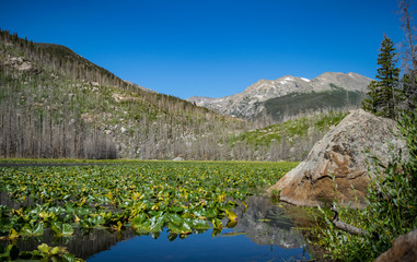 Cub Lake Surrounded by Beetle Kill Trees