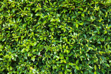 Small leaf of tree background