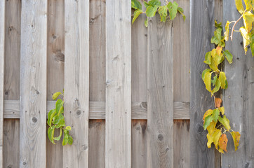 beautiful wooden fence with climbing plants 