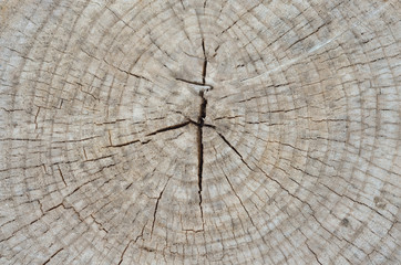 the Central core of the stump treated with stain and varnish, matte white wood background with the split of the stump in the middle