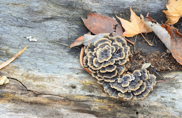 wood fungi on a tree in the autumn forest, nice autumn background