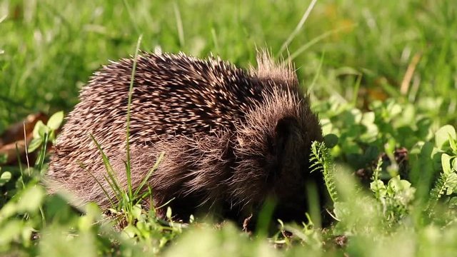 little hedgehog in the grass looking for food, Erinaceus europaeus 