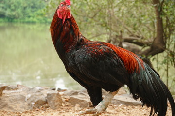 indian costel fighter chicken