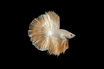 Close-up of Betta Splendens fish or siamese fighting fish. Betta Super Gold Halfmoon.