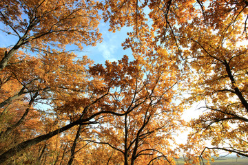 yellowed leaves of the autumn oak on a background of blue sky