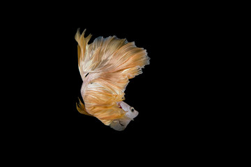 Fototapeta na wymiar Close-up of Betta Splendens fish or siamese fighting fish. Betta Super Gold Halfmoon.