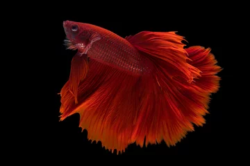 Tafelkleed The moving moment beautiful of siam betta fish in thailand on black background. © Soonthorn