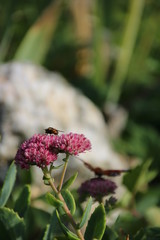Fliege auf einer Blume