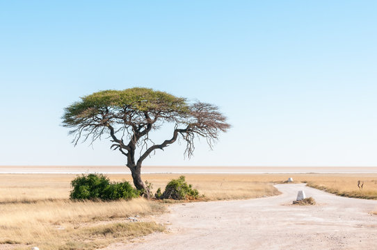 Tree with Etosha Pan in northern Namibia in the back