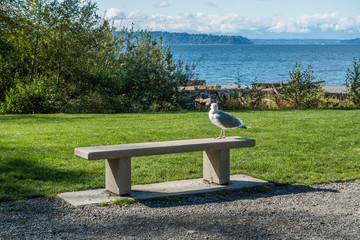 Seagull On Bench