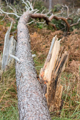 Sturmschaden im Wald am Baum
