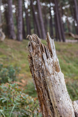Baumstumpf nach Herbststurm im Wald