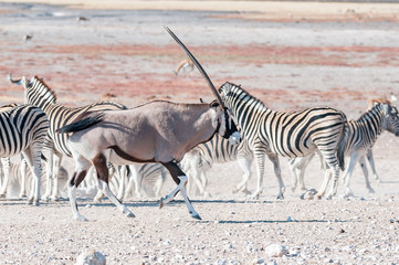 Fototapeta na wymiar An oryx or gemsbok, running past Burchells zebras