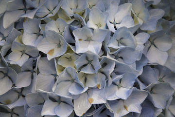 Obraz premium White Hydrangea
