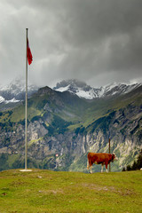 Krowy Szwajcarja © Ola i Eryk