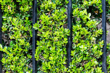 Green ivy wall texture