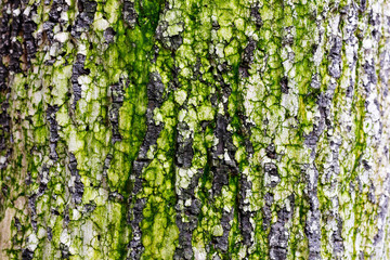 Bark texture