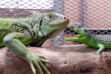 A iguana or green iguana with crocodile toy in a cage