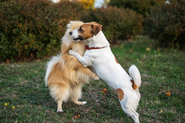 The two small dogs Jack Russell Terrier and Spitz playing together in autumn park on green grass outdoor