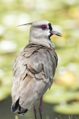 southern lapwing bird looking portrait to the side -  wader charadriiformes
