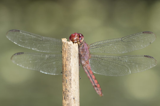 red dragonfly macro close up detail on a stick - odonata anisoptera epiprocta