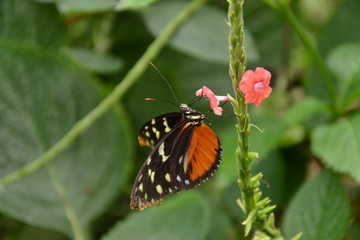 Heliconius hecale - Hecale