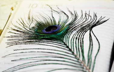 Obraz premium Peacock feather 