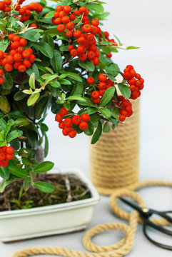 Bonsai red ashberry with bright rowan berries on a light gray background.