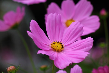 Fototapeta premium Cosmos / Andersen Park in Funabashi city, Chiba JAPAN