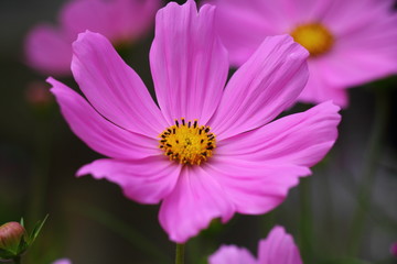 Obraz premium Cosmos / Andersen Park in Funabashi city, Chiba JAPAN