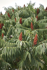 Rhus typhina