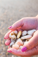 Sea stones in hands on the beach at sunset