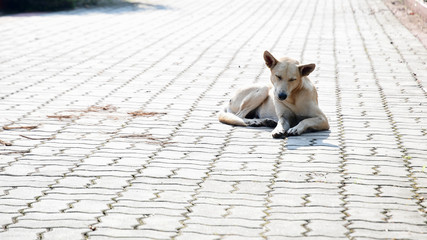 Thai Dog sitting on street with hard light, Thailand