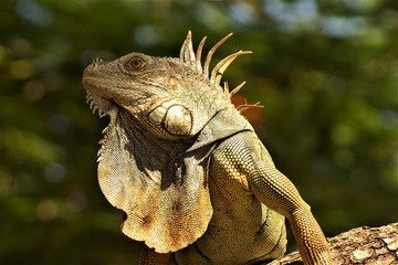 Obraz premium Iguana in Costa Rica