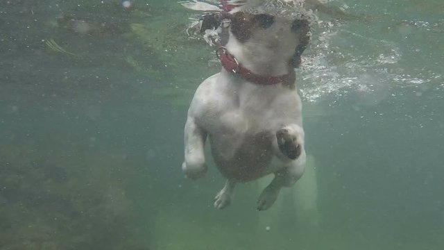 underwater view of a floating dog