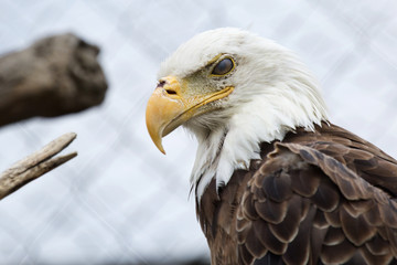 Bald eagle in a cage. Nictitating membrane protecting the bird's eye is visible