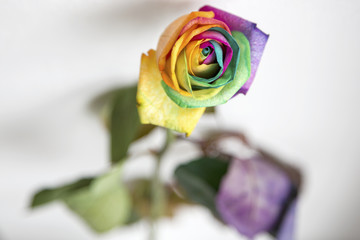 Fototapeta na wymiar Kolorowa róża