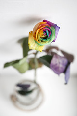 Kolorowa r&oacute;ża