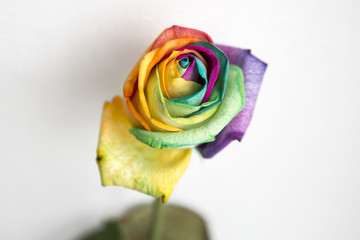 Fototapeta na wymiar Kolorowa róża